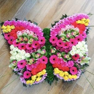 butterfly